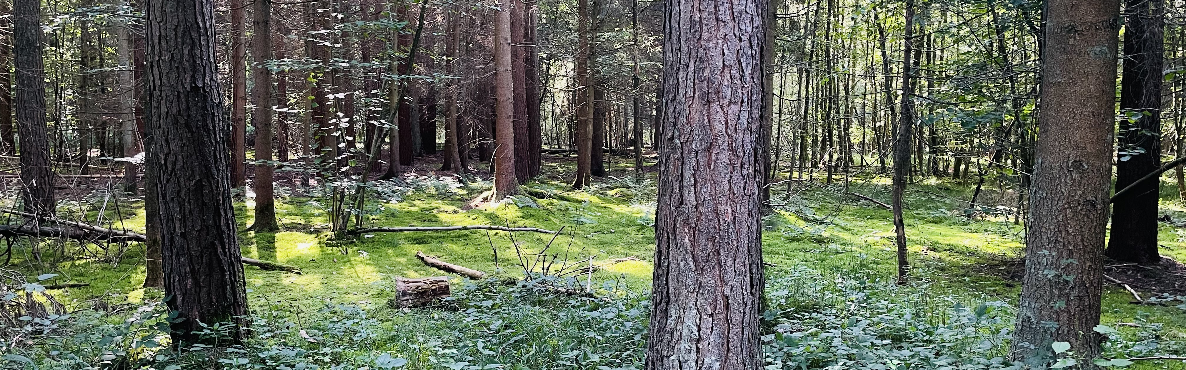 Slider im Wald