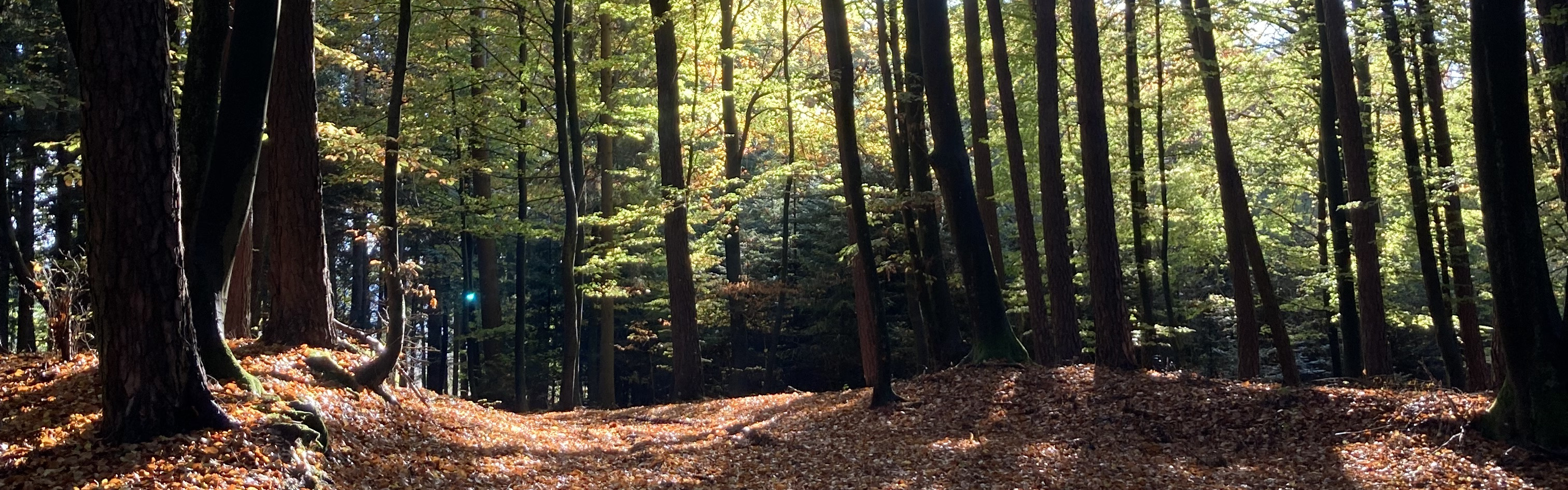 (c) K Sturm – Slider Waldspaziergang grün